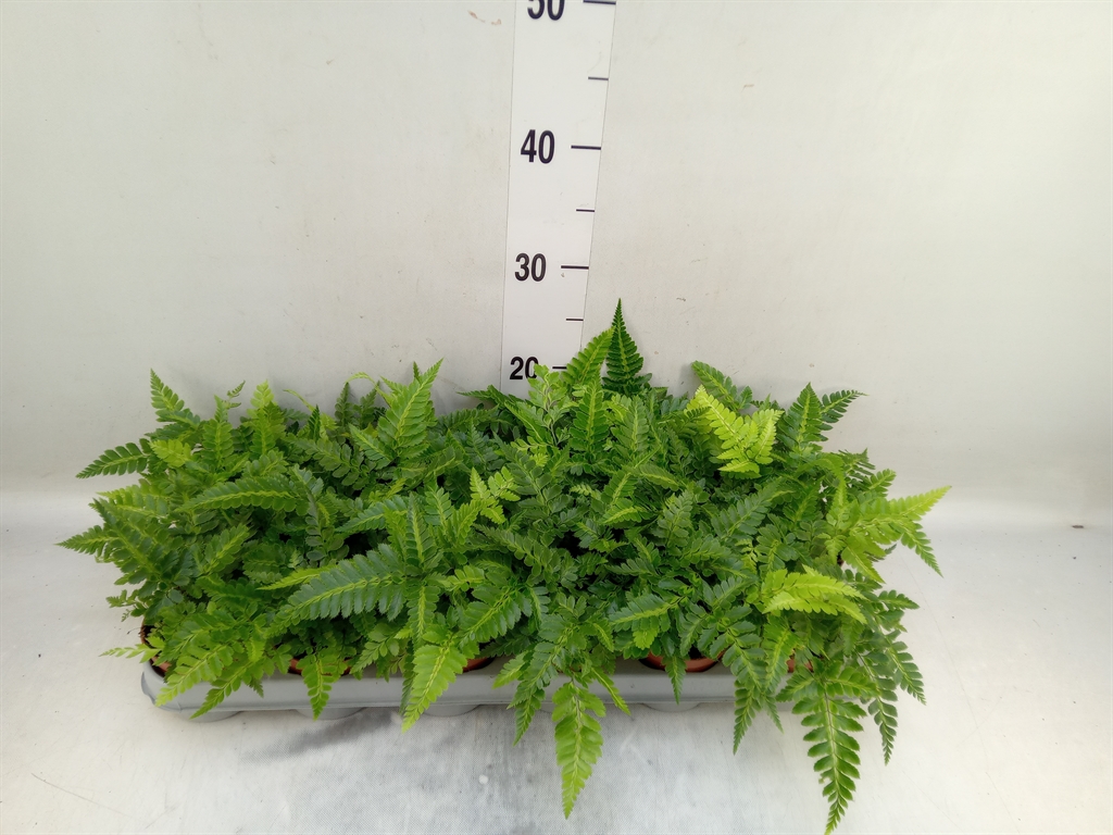 Горшечные цветы и растения оптом Athyrium   ... от 18шт (для телеги) из Голландии с доставкой по России