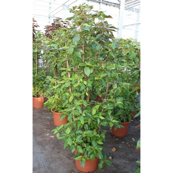 Горшечные цветы и растения оптом Acalypha Wilkesiana от 1шт из Голландии с доставкой по России