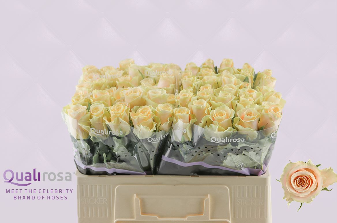 Срезанные цветы оптом Rosa large charmant от 60шт. из Голландии с доставкой по России