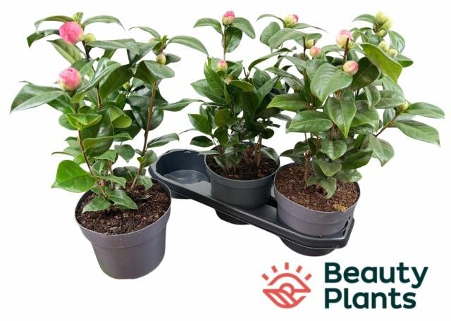 Горшечные цветы и растения оптом Came J Miss Lyla от 3шт из Голландии с доставкой по России