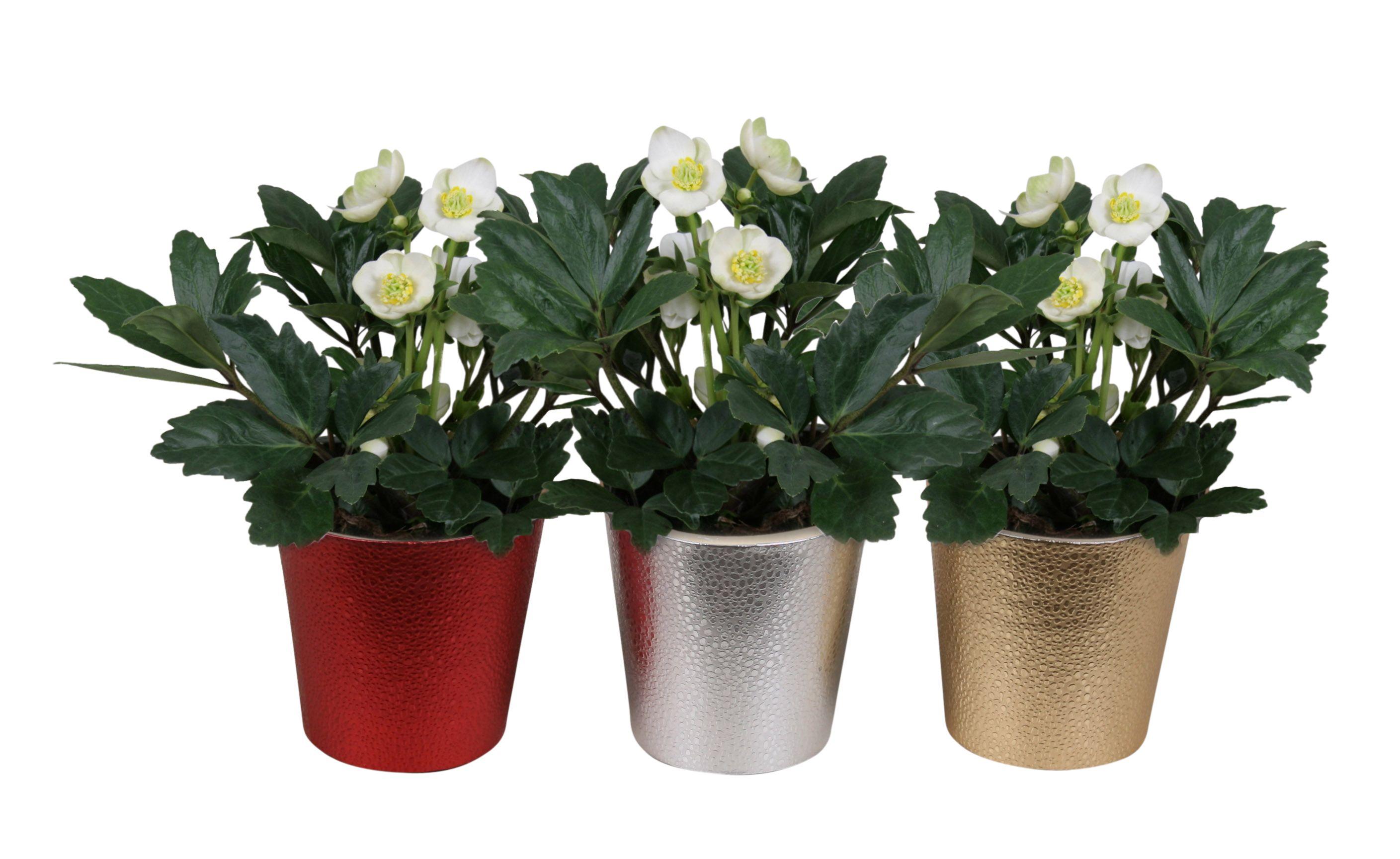 Горшечные цветы и растения оптом Helleborus Christmas Carol In Pot Bubble (chipwood от 6шт из Голландии с доставкой по России