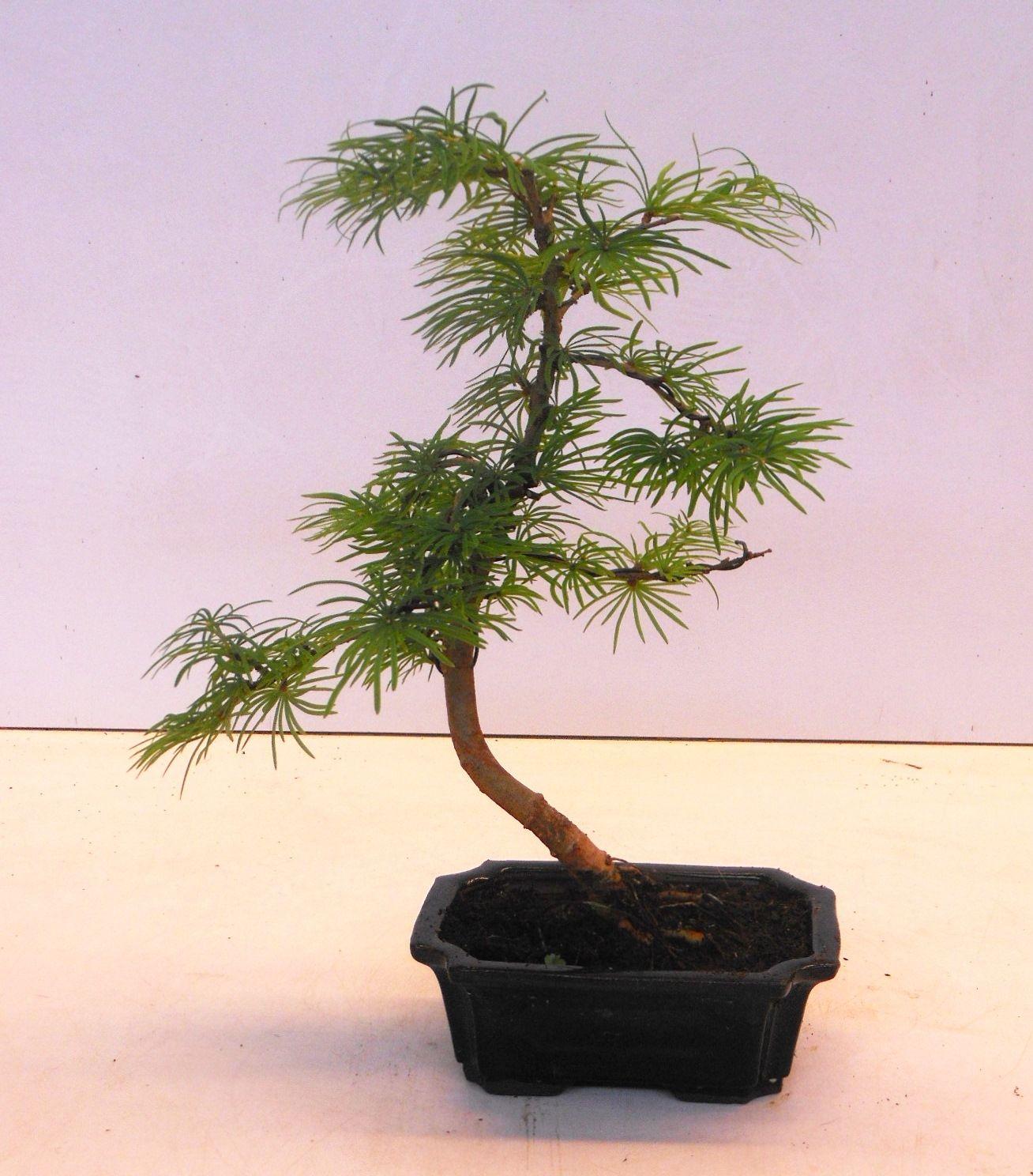 Горшечные цветы и растения оптом Bonsai Pseudolarix Amabilis от 8шт из Голландии с доставкой по России