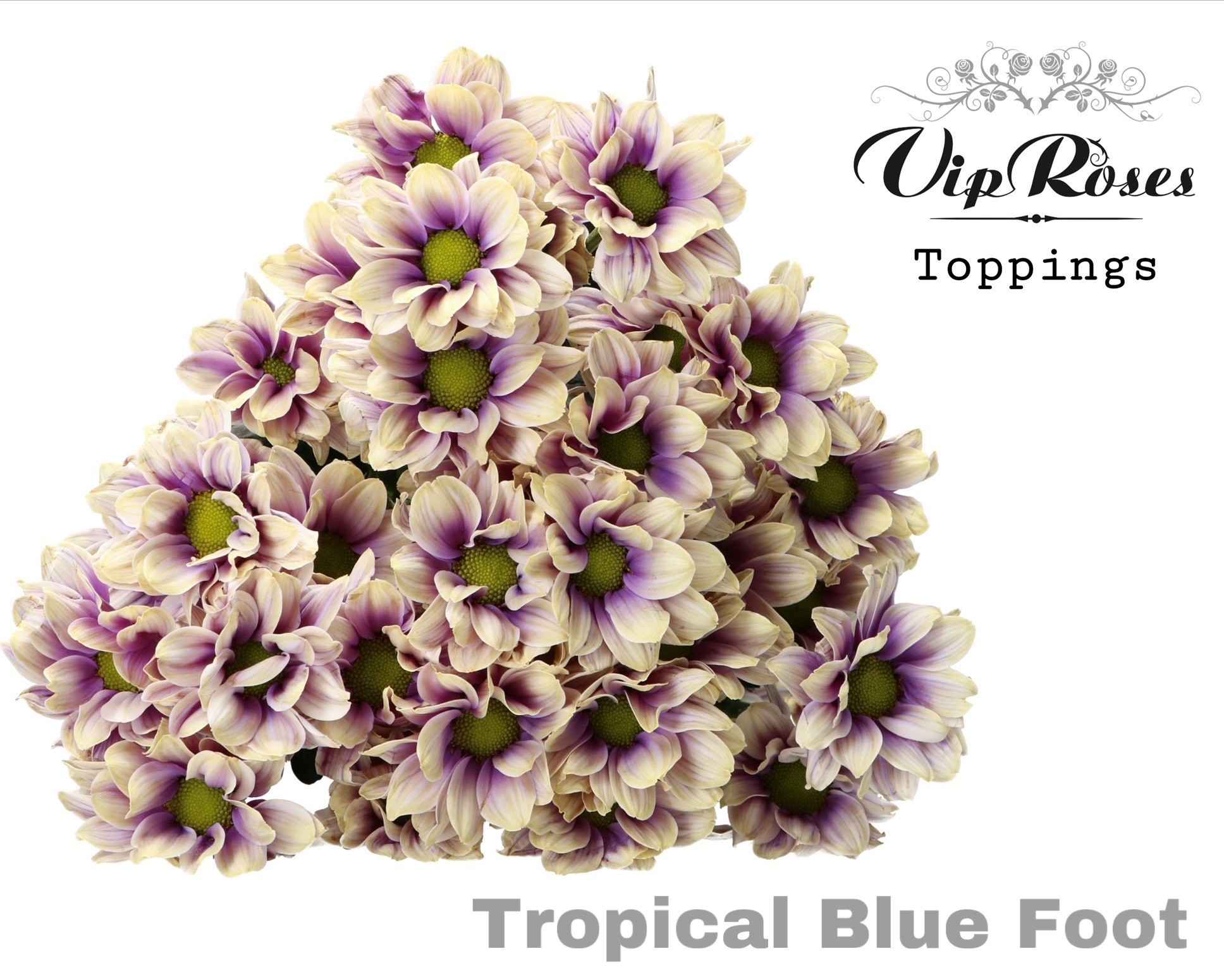 Срезанные цветы оптом Chrys sp paint tropical blue foot от 20шт из Голландии с доставкой по России