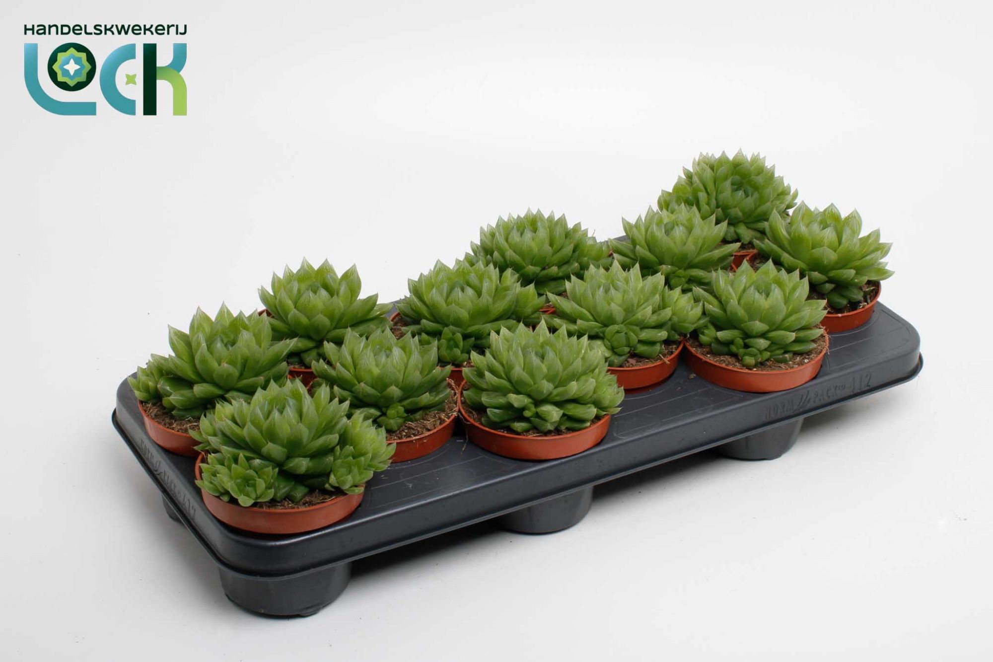 Горшечные цветы и растения оптом Haworthia Cooperii от 9шт из Голландии с доставкой по России