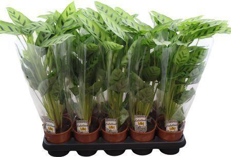 Горшечные цветы и растения оптом Calathea Leopardina от 10шт из Голландии с доставкой по России