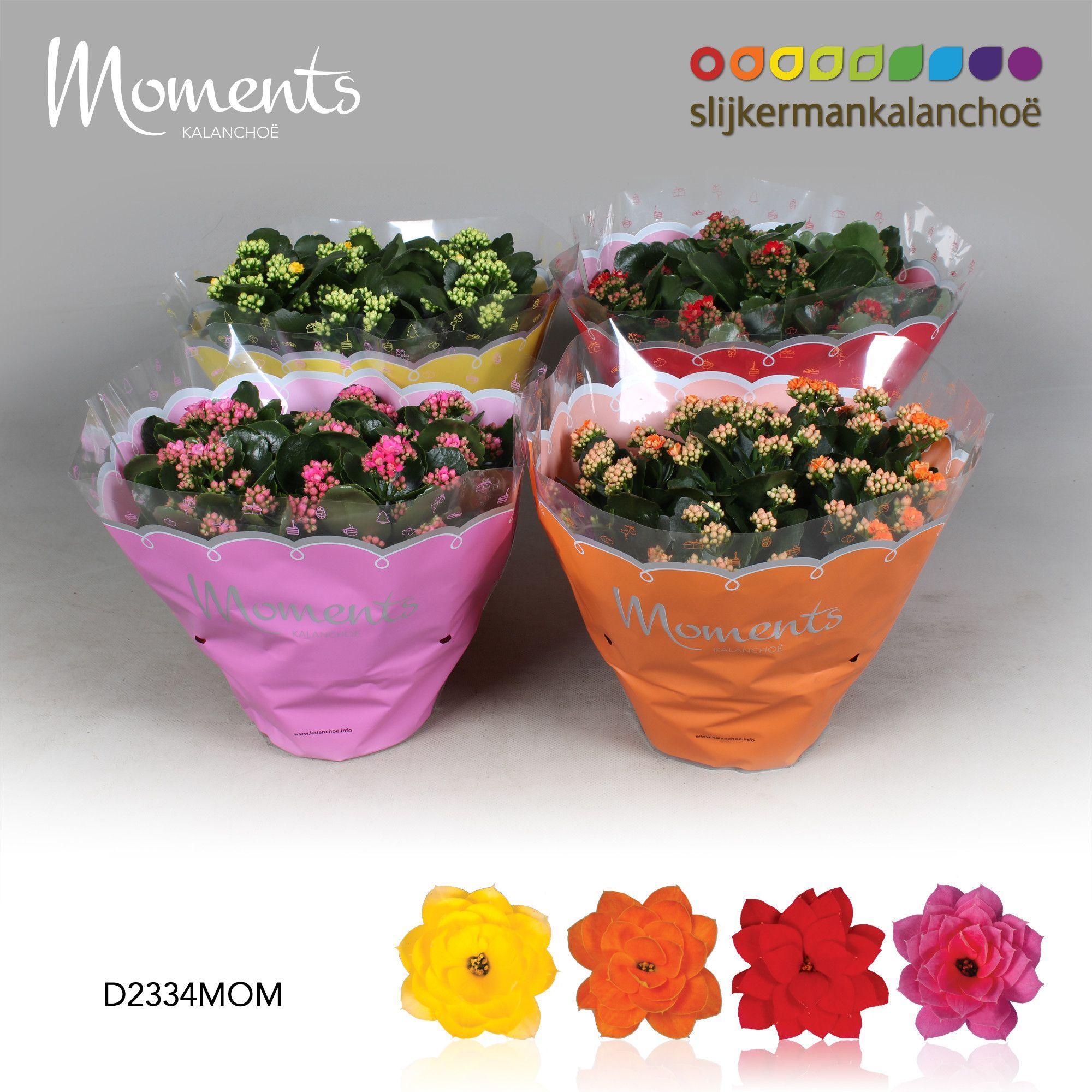 Горшечные цветы и растения оптом Kalanchoe Double Mix от 14шт из Голландии с доставкой по России