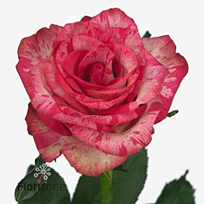 Срезанные цветы оптом Rosa large barracuda от 40шт из Голландии с доставкой по России