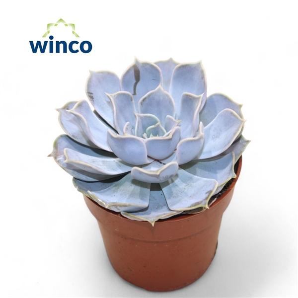 Горшечные цветы и растения оптом Echeveria Rinionii от 18шт (для телеги) из Голландии с доставкой по России