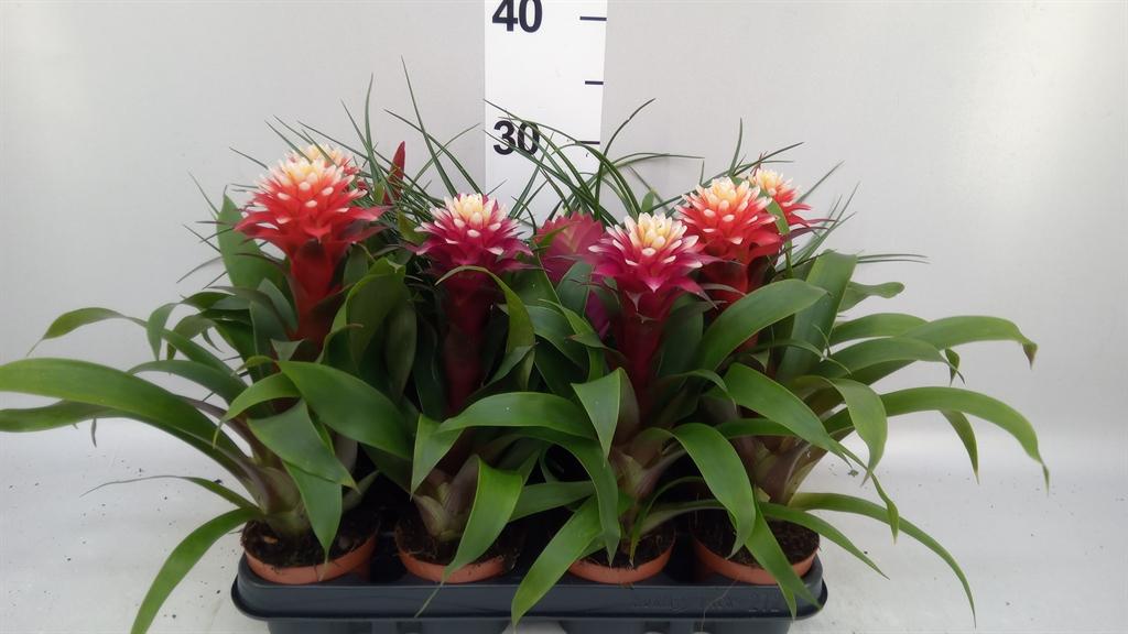 Горшечные цветы и растения оптом Bromelia ...mix от 12шт (для телеги) из Голландии с доставкой по России
