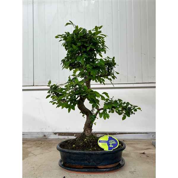 Горшечные цветы и растения оптом Bonsai Zelkova Parvifolia, 32cm., Shape, With Drip от 2шт из Голландии с доставкой по России