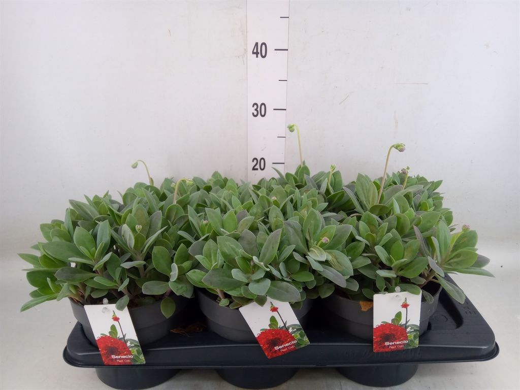 Горшечные цветы и растения оптом Senecio   ... от 6шт из Голландии с доставкой по России