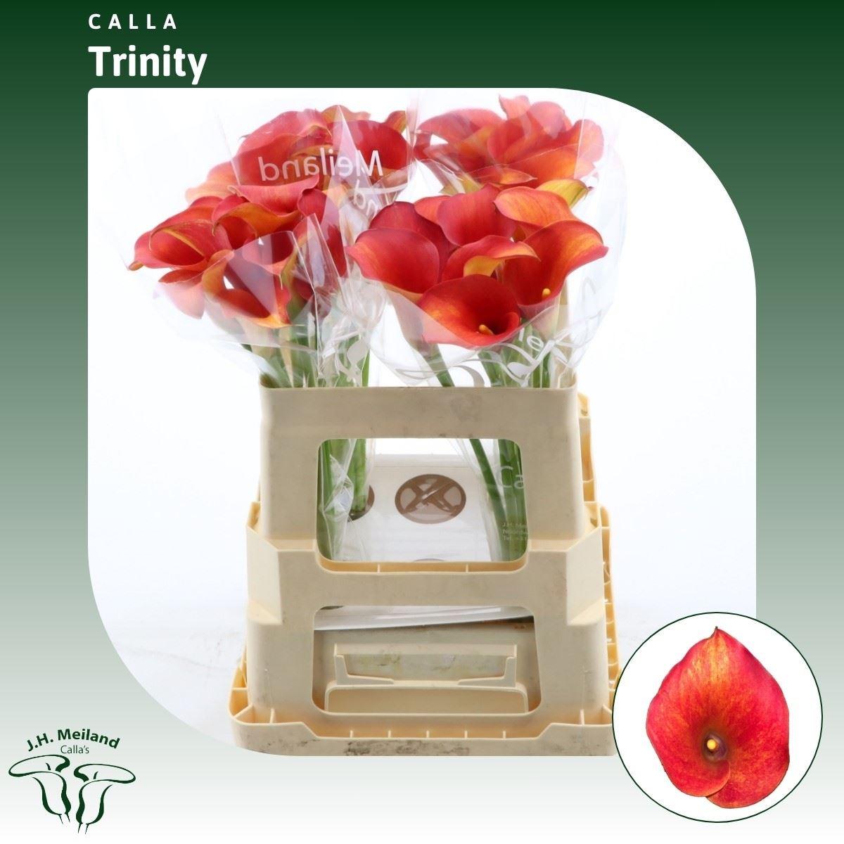 Срезанные цветы оптом Zantedeschia captain trinity от 40шт из Голландии с доставкой по России
