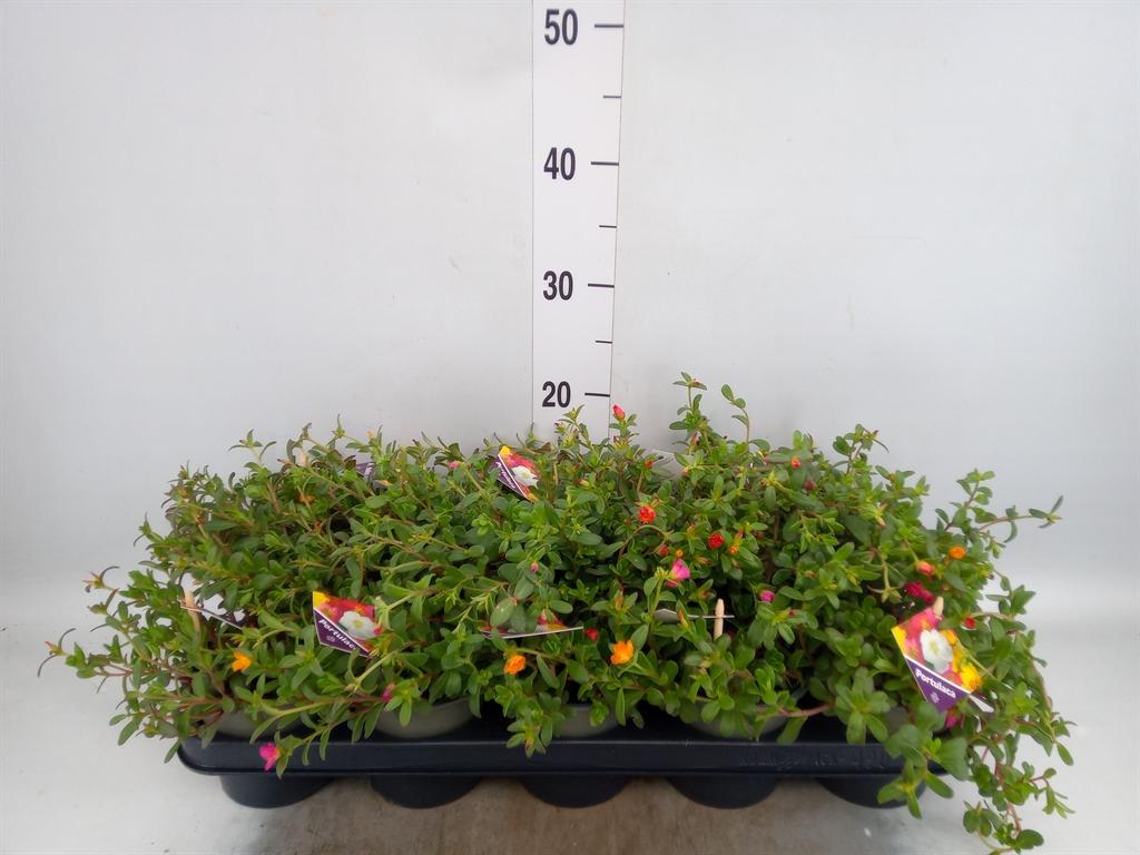 Горшечные цветы и растения оптом Portulaca   ...mix In Pot от 10шт из Голландии с доставкой по России