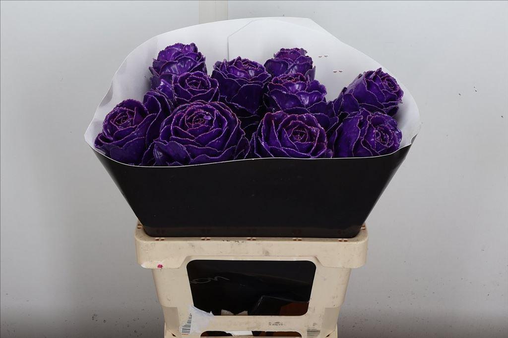 Срезанные цветы оптом Brassica wax purple от 10шт из Голландии с доставкой по России