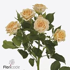 Срезанные цветы оптом Rosa spray trinity от 60шт из Голландии с доставкой по России