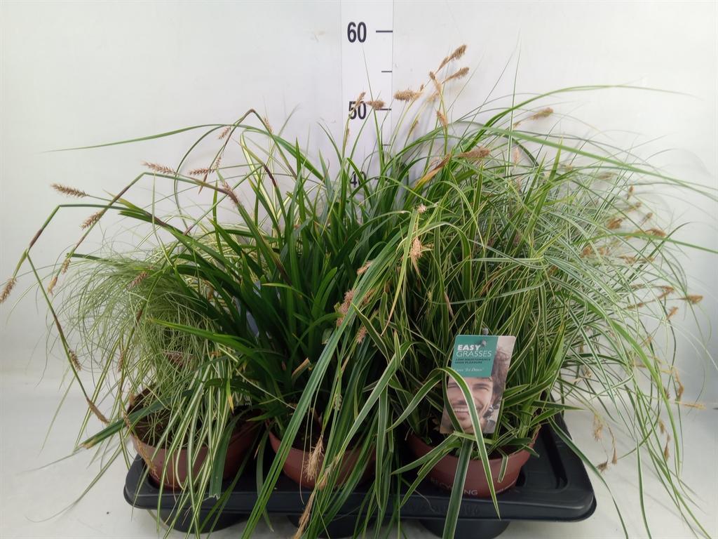 Горшечные цветы и растения оптом Carex   ...mix от 6шт из Голландии с доставкой по России