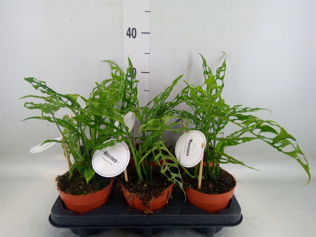 Горшечные цветы и растения оптом Monstera   ... от 6шт из Голландии с доставкой по России