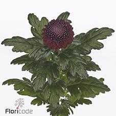 Срезанные цветы оптом Chrys bl poker от 40шт. из Голландии с доставкой по России