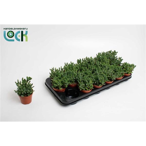 Горшечные цветы и растения оптом Crassula Rogersii от 12шт (для телеги) из Голландии с доставкой по России