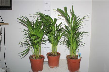 Горшечные цветы и растения оптом Dypsis Lutescens 20pp P17 от 1шт из Голландии с доставкой по России