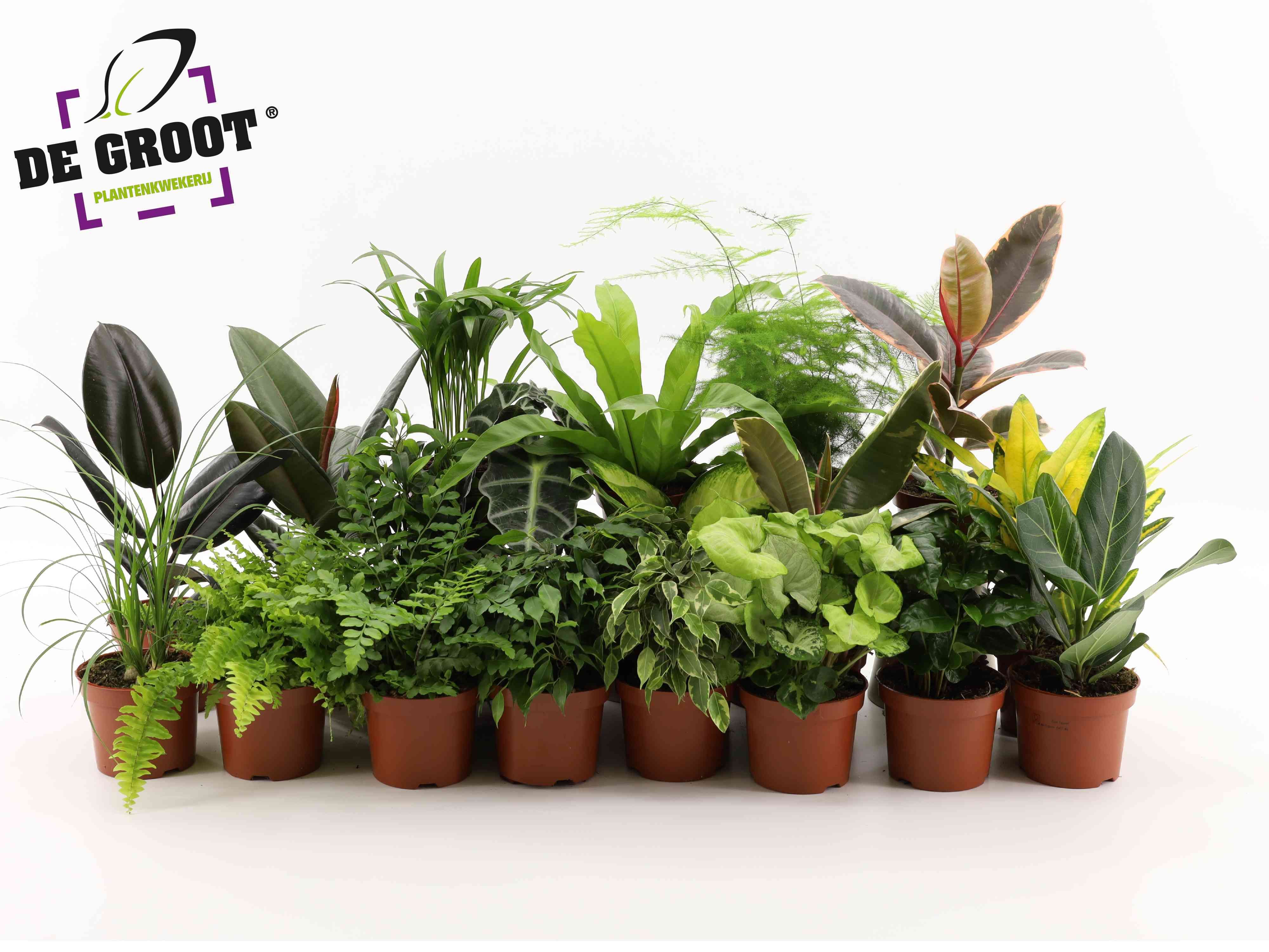 Горшечные цветы и растения оптом Plant Surprise Mix от 10шт из Голландии с доставкой по России