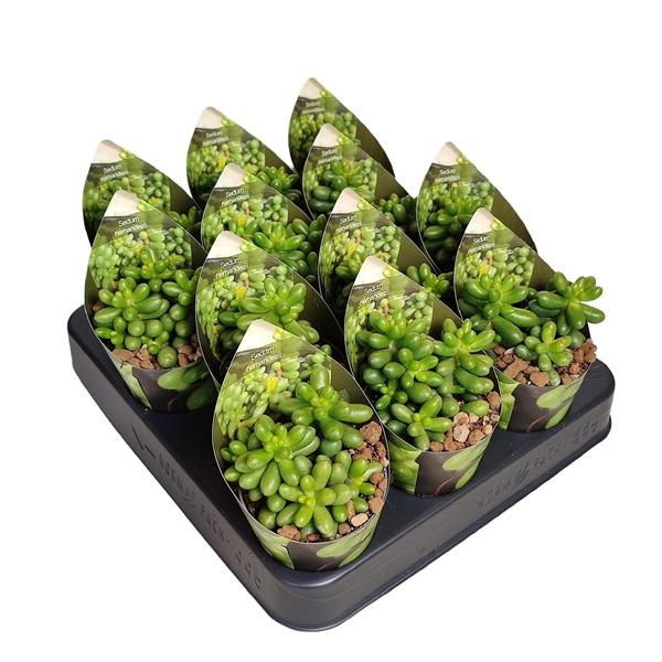 Горшечные цветы и растения оптом Sedum Hernandezii Potcover от 12шт (для телеги) из Голландии с доставкой по России