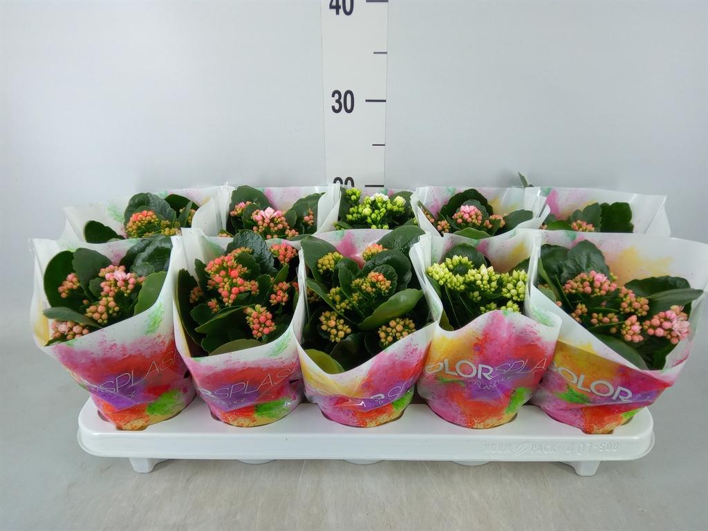 Горшечные цветы и растения оптом Kalanchoe Blos.   ..rosebud Mix  6 от 10шт из Голландии с доставкой по России