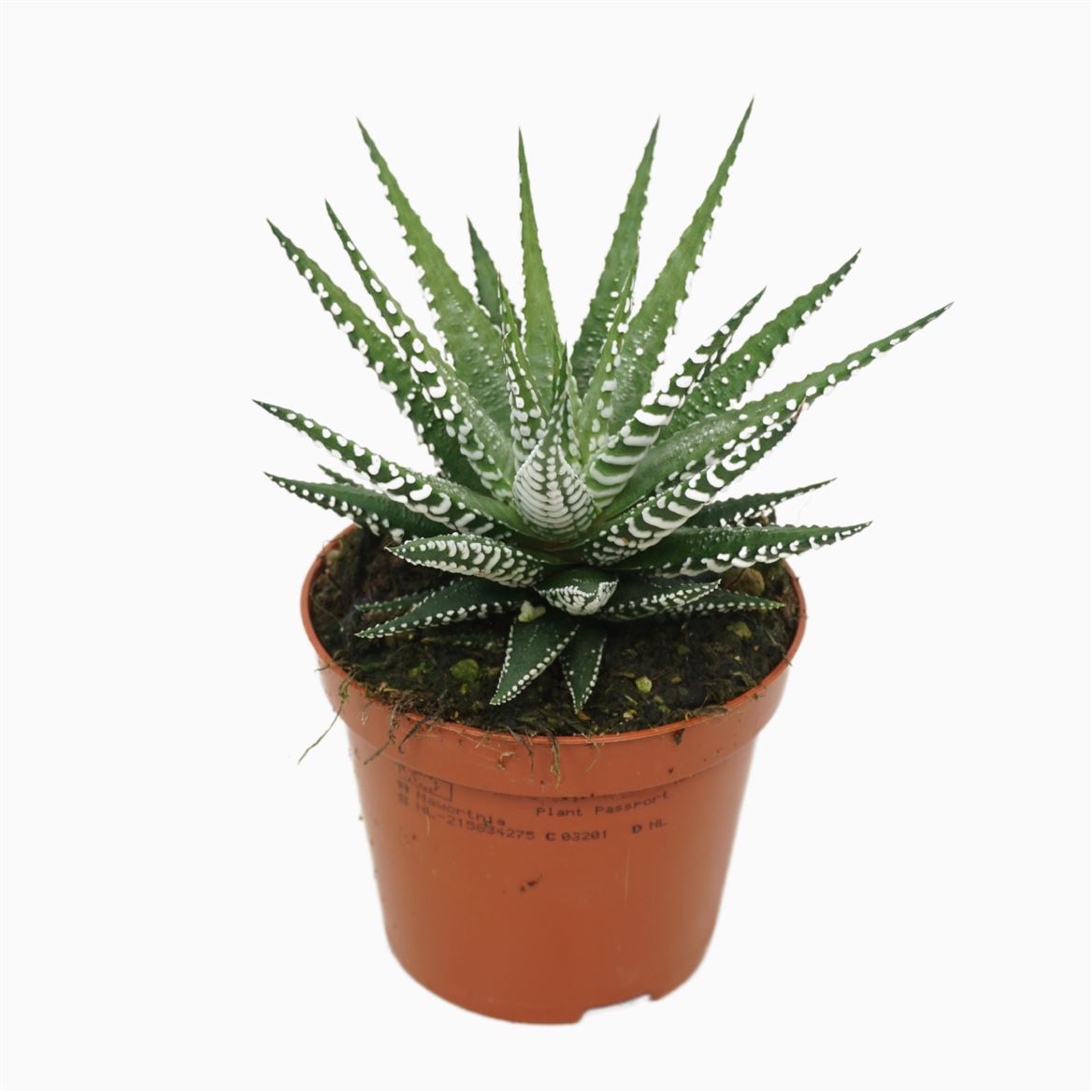 Горшечные цветы и растения оптом Haworthia Fasciata Big Band от 12шт (для телеги) из Голландии с доставкой по России