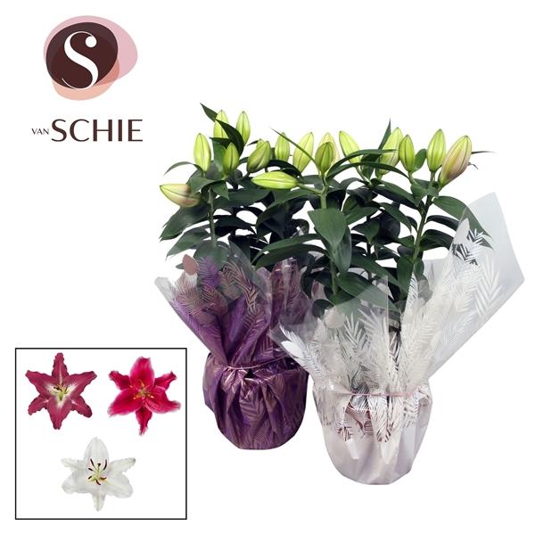 Горшечные цветы и растения оптом Lilium Or Mix 3pp Rondella Leafs от 6шт из Голландии с доставкой по России