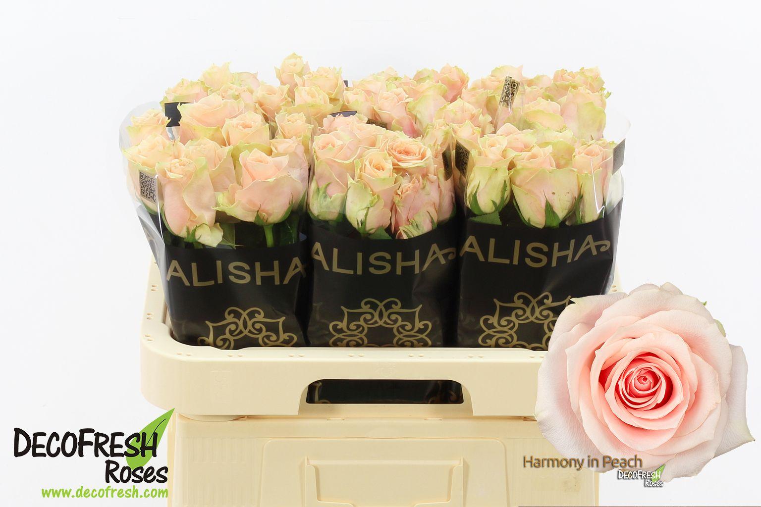 Срезанные цветы оптом Rosa large harmony in peach от 60шт из Голландии с доставкой по России