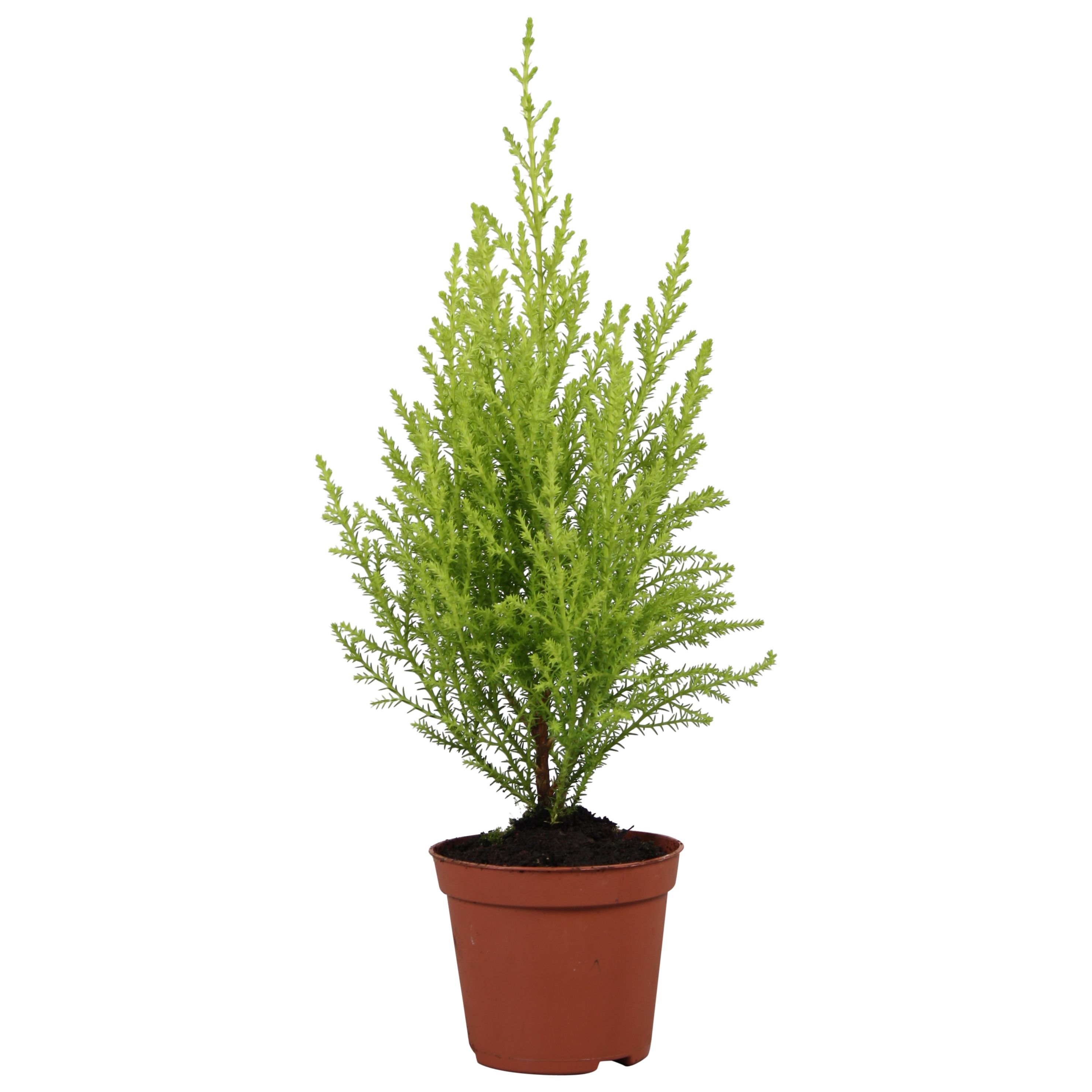 Горшечные цветы и растения оптом Cupressus Goldcrest Wilma от 20шт (для телеги) из Голландии с доставкой по России