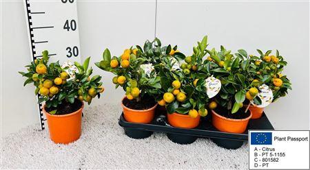 Горшечные цветы и растения оптом Citr Microcarpa 15 Fruits от 6шт (для телеги) из Голландии с доставкой по России