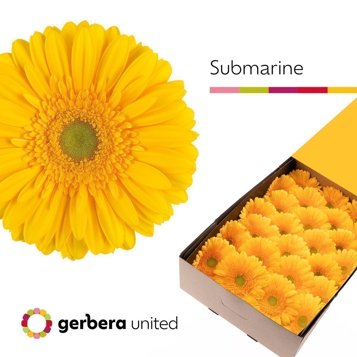 Срезанные цветы оптом Gerbera submarine от 50шт. из Голландии с доставкой по России