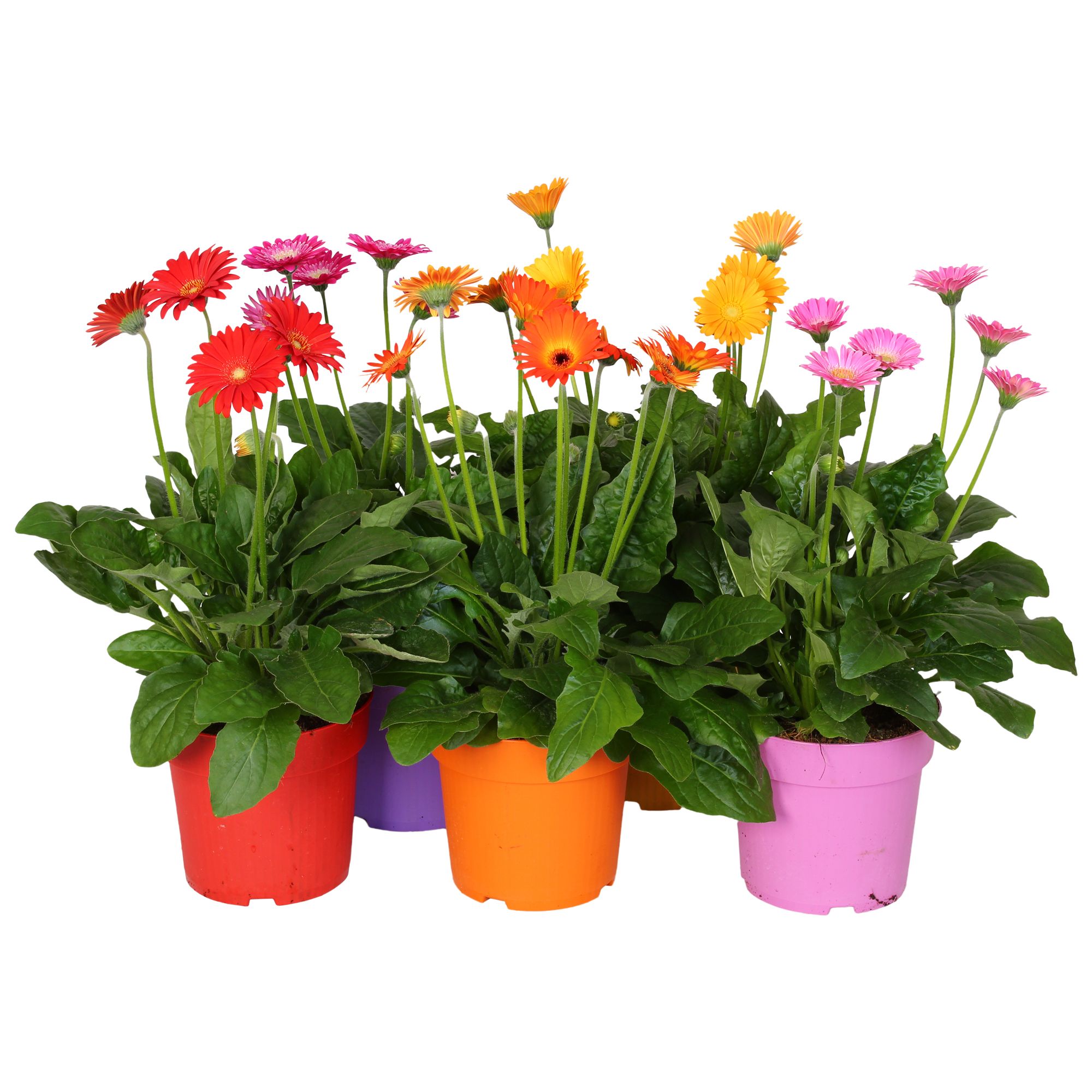 Горшечные цветы и растения оптом Gerbera Garvinea Mix от 6шт (для телеги) из Голландии с доставкой по России