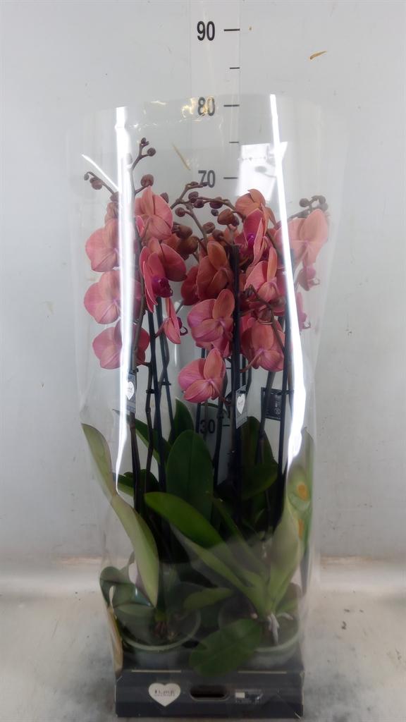 Горшечные цветы и растения оптом Phalaenopsis   ...orange от 5шт из Голландии с доставкой по России