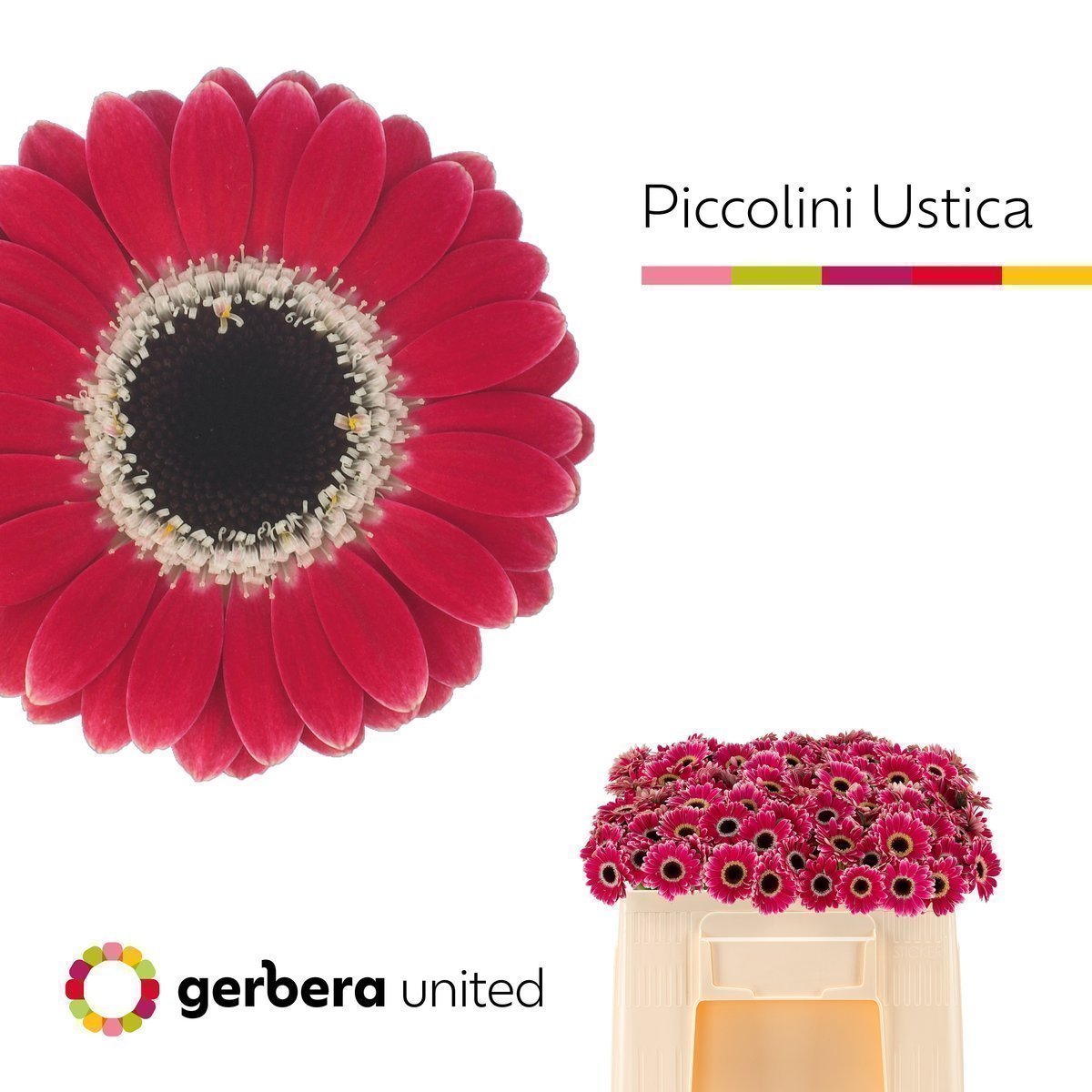 Срезанные цветы оптом Germini piccolini ustica от 120шт из Голландии с доставкой по России