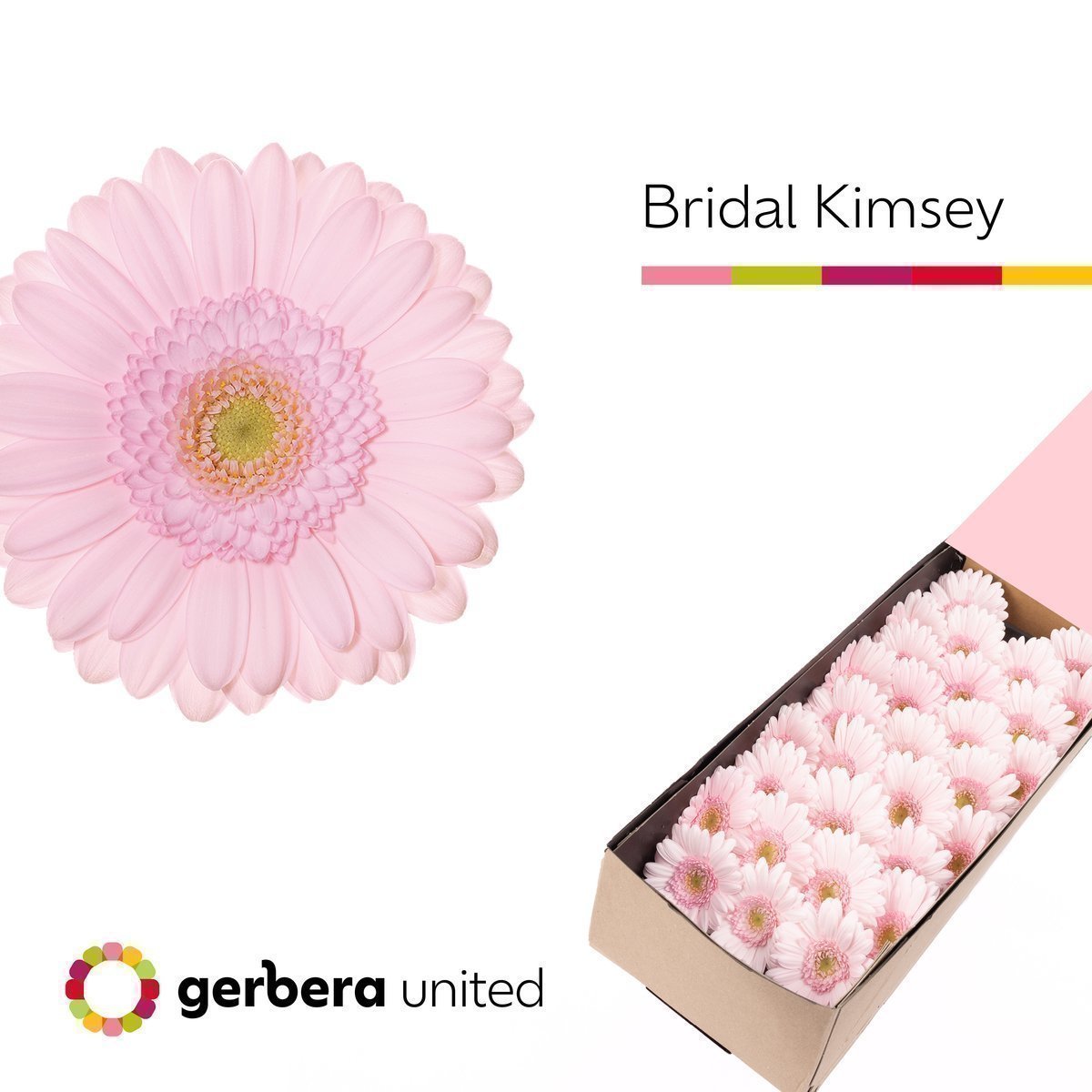 Срезанные цветы оптом Germini bridal kimsey от 60шт из Голландии с доставкой по России