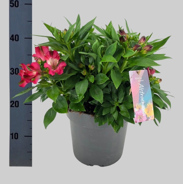 Горшечные цветы и растения оптом Alst Inti Romance от 1шт из Голландии с доставкой по России