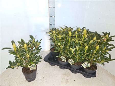 Горшечные цветы и растения оптом Rhod Cat Outdoor от 8шт из Голландии с доставкой по России