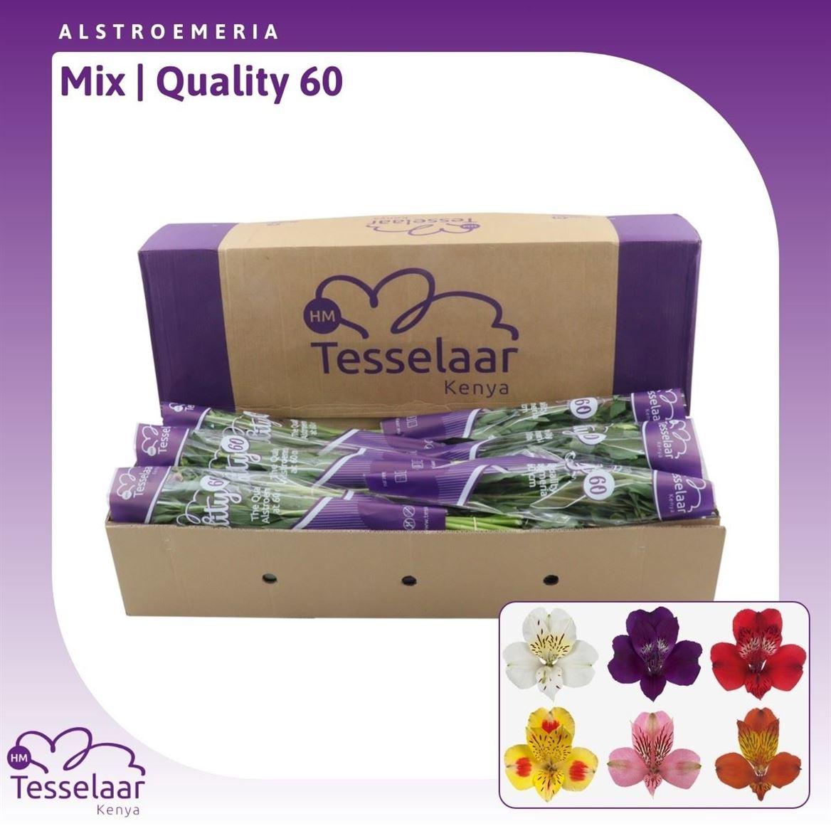 Срезанные цветы оптом Alstroemeria mix in bucket от 280шт из Голландии с доставкой по России