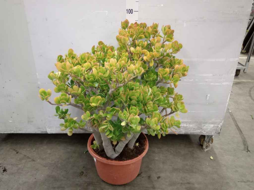 Горшечные цветы и растения оптом Crassula Ovata от 1шт из Голландии с доставкой по России