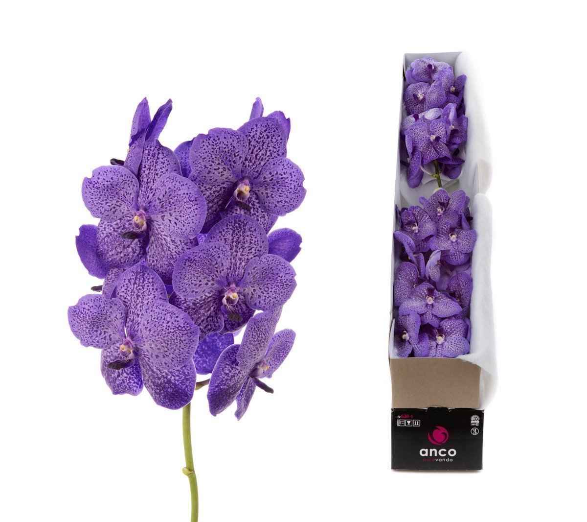 Срезанные цветы оптом Vanda sunanda lavender sprinkles per stem от 4шт из Голландии с доставкой по России