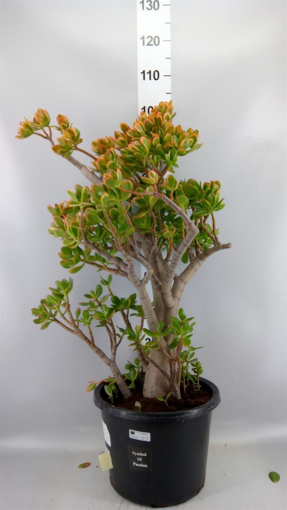 Горшечные цветы и растения оптом Crassula Ovata sunset A от 1шт из Голландии с доставкой по России