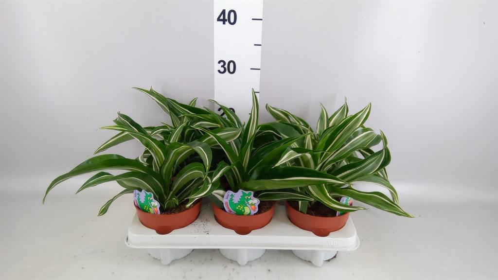 Горшечные цветы и растения оптом Dracaena Frag. jade Jewel от 6шт из Голландии с доставкой по России