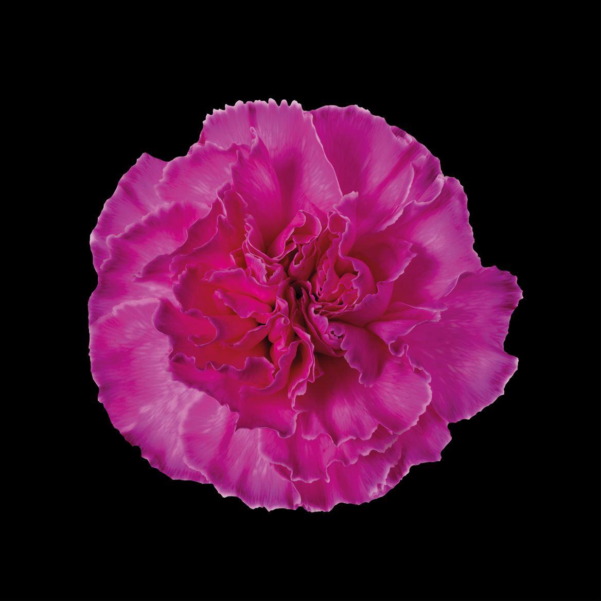 Срезанные цветы оптом Dianthus st paint cerise от 80шт из Голландии с доставкой по России