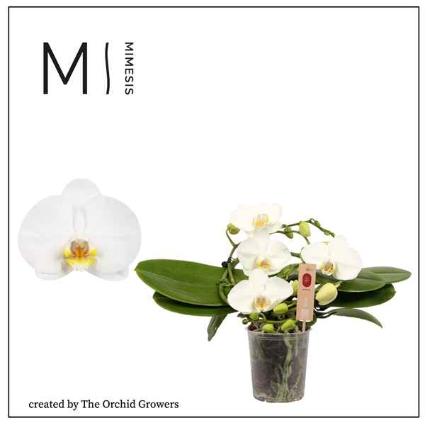 Горшечные цветы и растения оптом Phal 2st Muse White 25+ Mimesis (orchid Growers) от 3шт из Голландии с доставкой по России