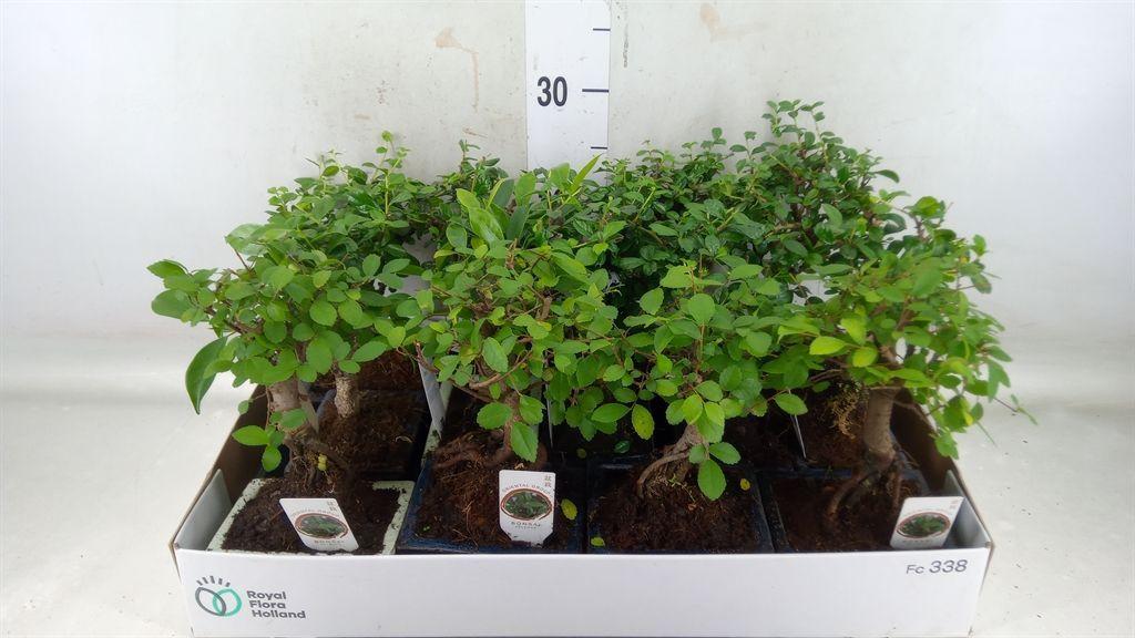 Горшечные цветы и растения оптом Bonsai Mix In Ceramic Ball S-shape With Sauc от 13шт из Голландии с доставкой по России