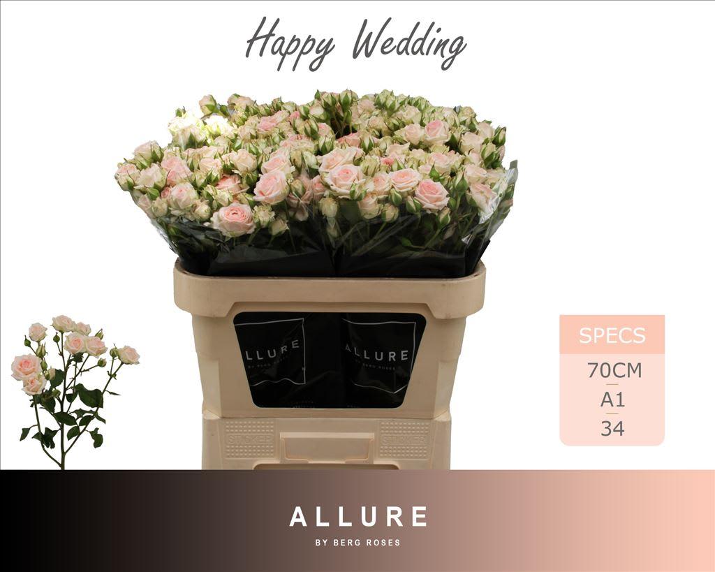 Срезанные цветы оптом Rosa spray happy wedding от 25шт из Голландии с доставкой по России