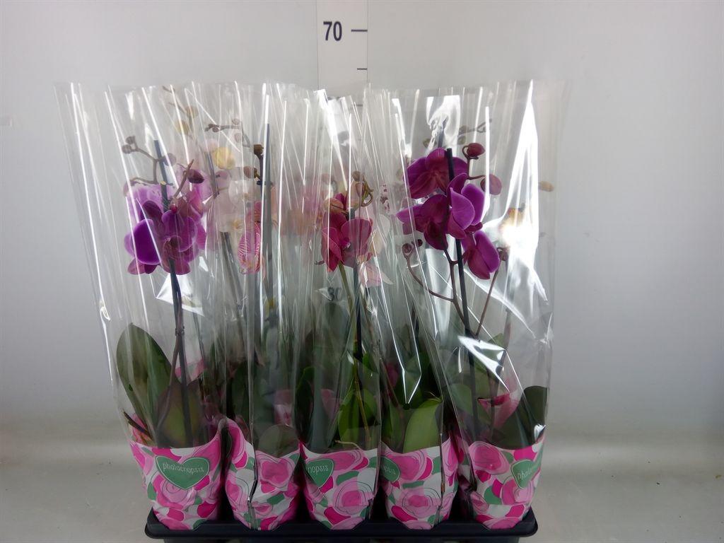 Горшечные цветы и растения оптом Phalaenopsis   ...mix  5 от 10шт' из Голландии с доставкой по России