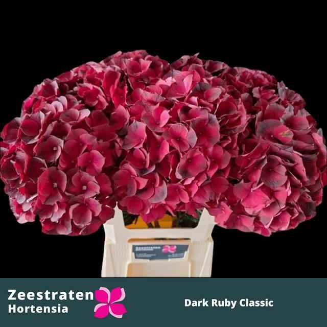 Срезанные цветы оптом Hydrangea mag dark ruby classic от 10шт из Голландии с доставкой по России